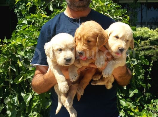 Golden Retrivers Yavruları Mama Ve Malzeme Kampanlali görsel