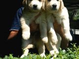 Golden Retrivers Yavruları Mama Ve Malzeme Kampanlali