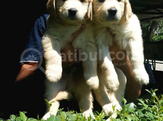 Golden Retrivers Yavruları Mama Ve Malzeme Kampanlali görsel