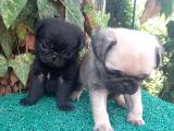 Pug Mops Gül Kuyruk Üst Kali̇te Bebekler