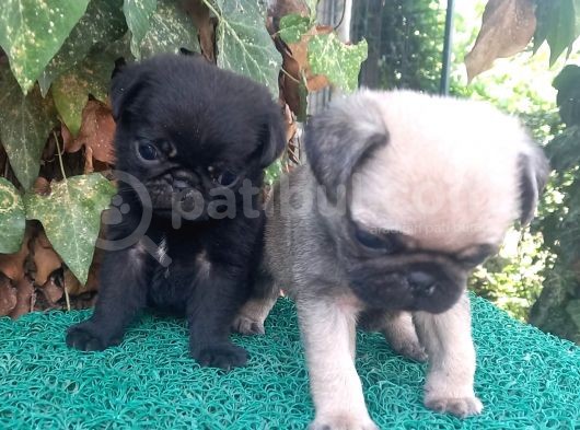Pug Mops Gül Kuyruk Üst Kali̇te Bebekler görsel
