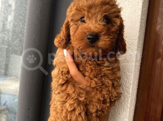 Aşılı Pasaportlu Toypoodle Yavrular görsel