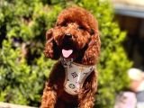 Safkan Toy Poodle