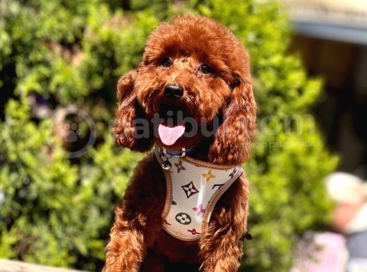 Safkan Toy Poodle görsel