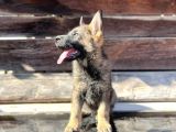 Show Kalite Sable Alman Çoban Köpeği