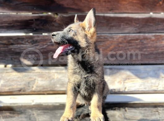 Show Kalite Sable Alman Çoban Köpeği görsel