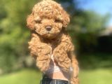 Bebek Surat Di̇şi̇ Poodle Bebeği̇mi̇z