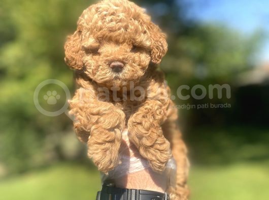 Bebek Surat Di̇şi̇ Poodle Bebeği̇mi̇z görsel