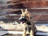 Show Kalite Sable Alman Çoban Köpeği