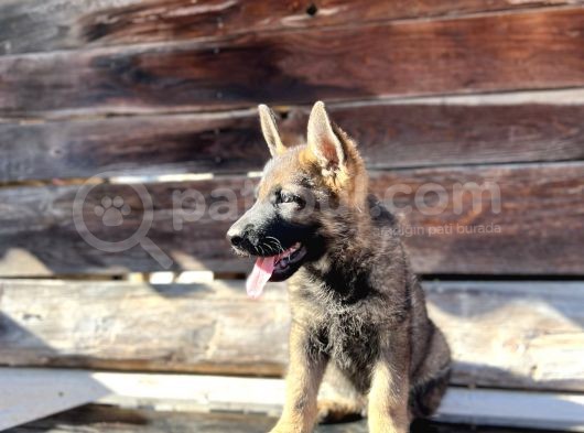 Show Kalite Sable Alman Çoban Köpeği görsel