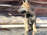 Show Kalite Sable Alman Çoban Köpeği