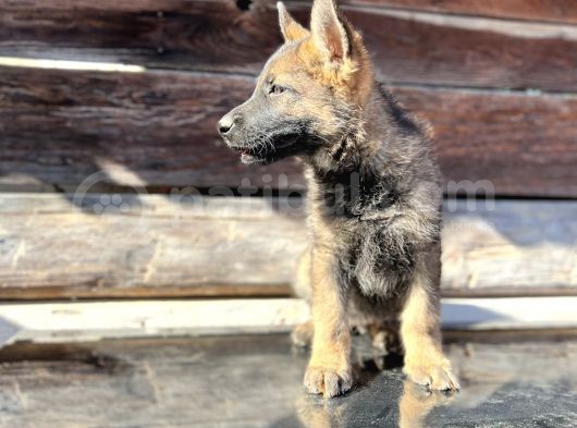 Show Kalite Sable Alman Çoban Köpeği görsel