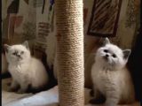 Blue Point British Shorthair  Erkek Yavru