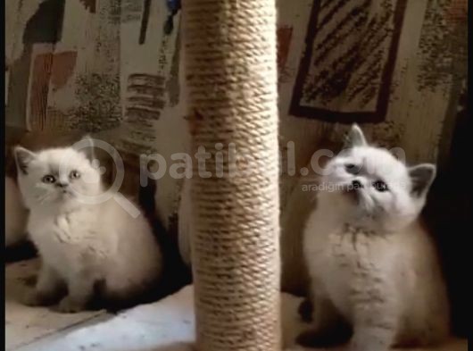 Blue Point British Shorthair  Erkek Yavru görsel