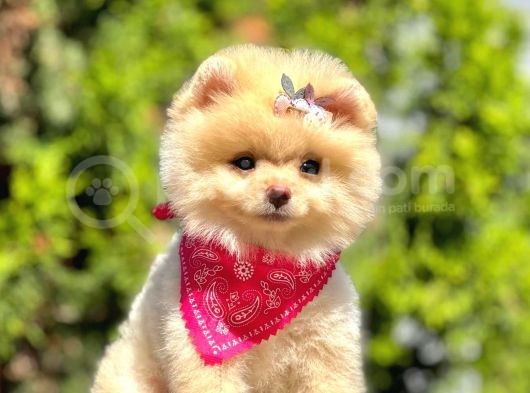 Teddy Face Pomeranian Boo Bebeklerimiz görsel