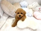 Mi̇ni̇ Toy Poodle Bebekleri̇mi̇z