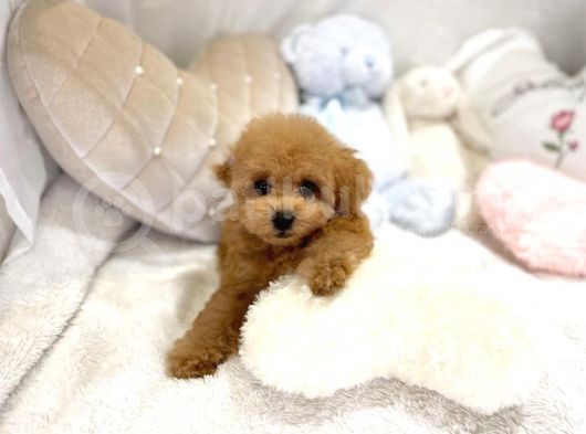 Mi̇ni̇ Toy Poodle Bebekleri̇mi̇z görsel