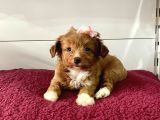Maltipoo Mix Irk Yavrular