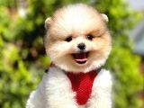 Teddy Face Pomeranian Boo Bebeklerimiz