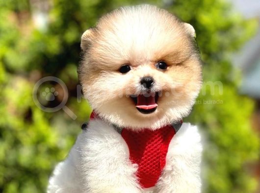 Teddy Face Pomeranian Boo Bebeklerimiz görsel