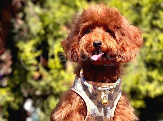 Safkan Toy Poodle görsel