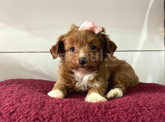 Maltipoo Mix Irk Yavrular görsel