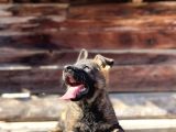 Show Kalite Sable Alman Çoban Köpeği