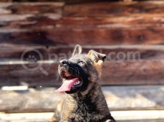 Show Kalite Sable Alman Çoban Köpeği görsel