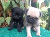 Pug Mops Gül Kuyruk Üst Kali̇te Bebekler