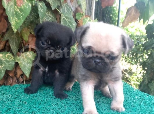Pug Mops Gül Kuyruk Üst Kali̇te Bebekler görsel