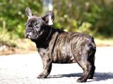 Bri̇ndle French Bulldog A Kali̇te Yavrumuz