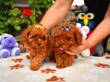 Toy Poodle Mini Boy Yavrular