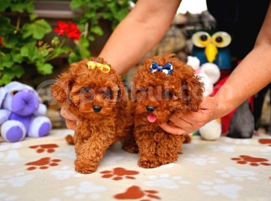 Toy Poodle Mini Boy Yavrular görsel