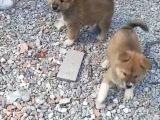 Son 2 Japon Akita Inu Yavrusu