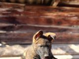 Show Kalite Sable Alman Çoban Köpeği