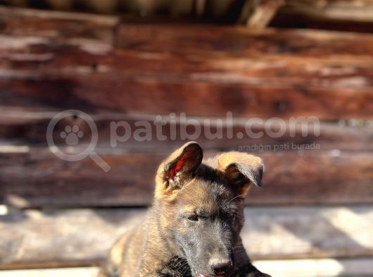 Show Kalite Sable Alman Çoban Köpeği görsel