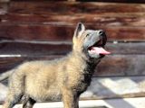 Show Kalite Sable Alman Çoban Köpeği