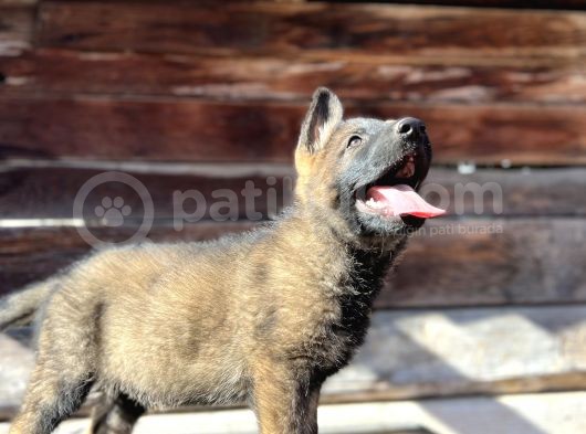 Show Kalite Sable Alman Çoban Köpeği görsel