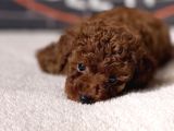 Red Brown Miniature Poodle