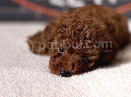 Red Brown Miniature Poodle görsel