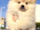 Pomerani̇an Boo Di̇şi̇ Yavrumuz