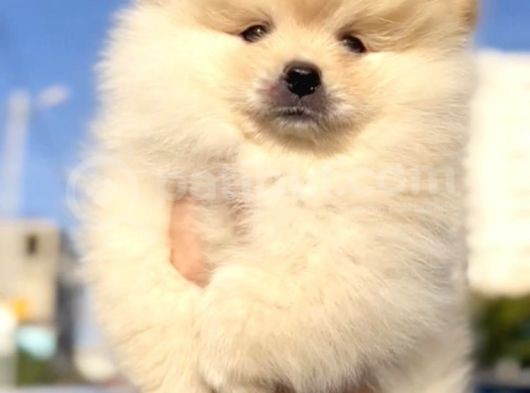 Pomerani̇an Boo Di̇şi̇ Yavrumuz