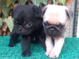 Pug Mops Gül Kuyruk Üst Kali̇te Bebekler