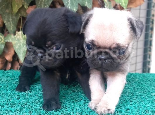 Pug Mops Gül Kuyruk Üst Kali̇te Bebekler görsel