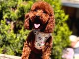 Safkan Toy Poodle