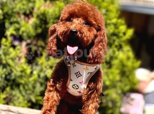 Safkan Toy Poodle görsel