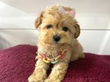 Muhteşem Kalite Maltipoo Bebeklerimiz