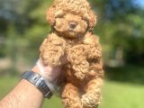 Bebek Surat Di̇şi̇ Poodle Bebeği̇mi̇z