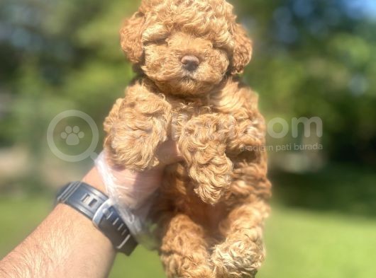 Bebek Surat Di̇şi̇ Poodle Bebeği̇mi̇z görsel