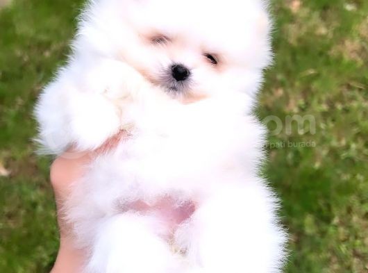 Kusursuz Karbeyaz Di̇şi̇ Pomerani̇an Boo görsel
